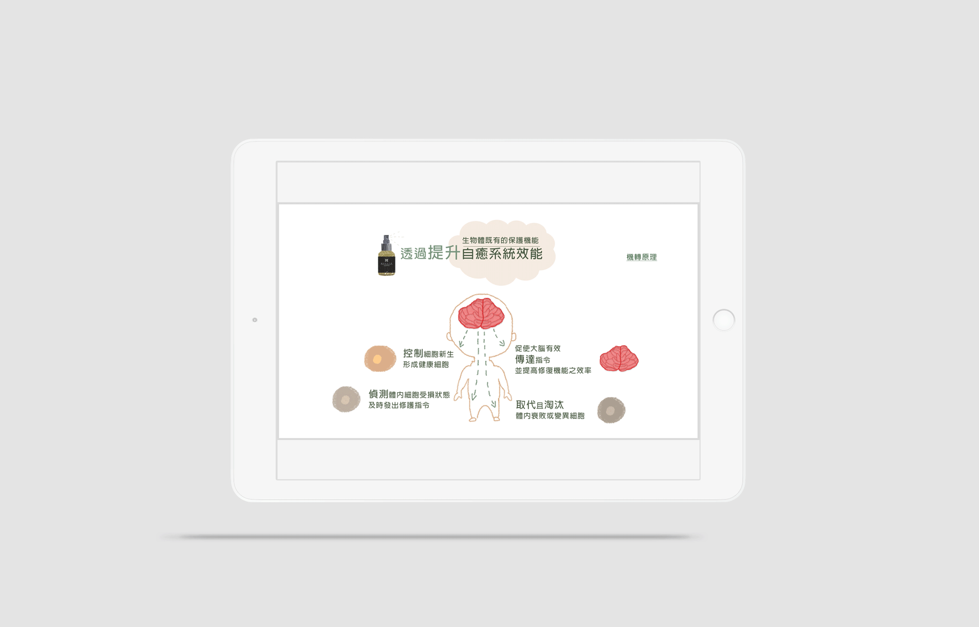Design du deck de présentation et illustrations pour expliquer le bienfait du produit Mullia